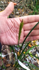 Carex phleoides