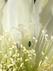Insecta