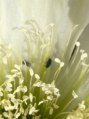 Insecta