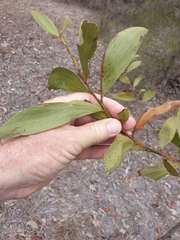 Acacia leiocalyx