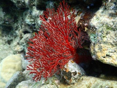 Melithaea ochracea