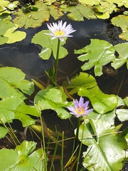Nymphaea nouchali caerulea