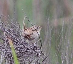 Cistothorus platensis