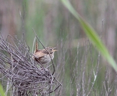 Cistothorus platensis