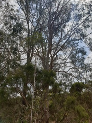 Eucalyptus seeana