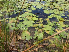 Nymphoides indica