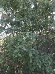 Nothofagus glauca