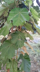 Pterospermum acerifolium