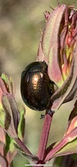 Chrysolina hyperici