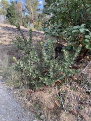 Arctostaphylos regismontana
