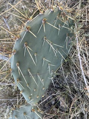 Opuntia phaeacantha