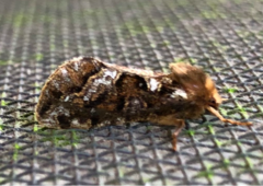 Korscheltellus gracilis