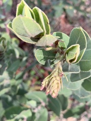 Arctostaphylos regismontana