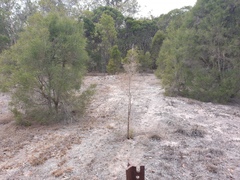 Melaleuca irbyana