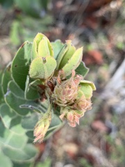 Arctostaphylos regismontana