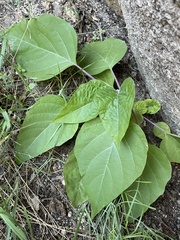 Datura wrightii