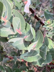 Arctostaphylos regismontana