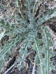 Cirsium neomexicanum