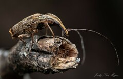 Ancylotropis waterhousei