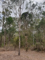 Corymbia tessellaris