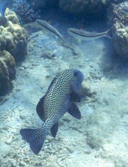 Plectorhinchus chaetodonoides