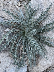 Cirsium neomexicanum