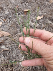 Phyllanthus triandrus