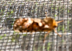 Korscheltellus gracilis