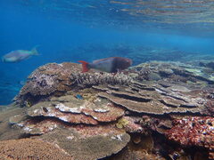 Scarus rubroviolaceus