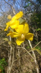 Bakeridesia gloriosa