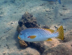 Plectorhinchus lineatus