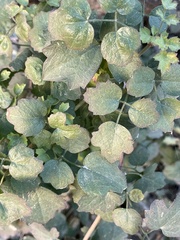 Clematis pauciflora