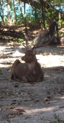Rusa timorensis