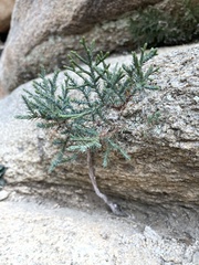 Juniperus californica