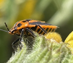 Agonoscelis rutila