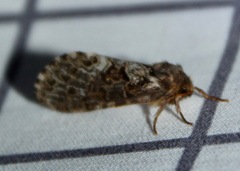 Korscheltellus gracilis