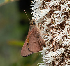 Hesperilla idothea