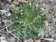 Lepidium lasiocarpum