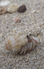 Coenobita