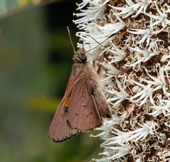 Hesperilla idothea
