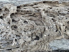 Gnathamitermes