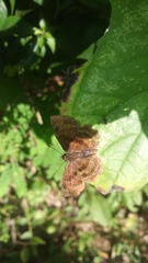 Antigonus funebris