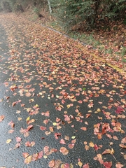Acer morrisonense