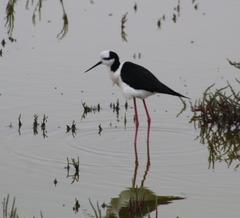Himantopus mexicanus
