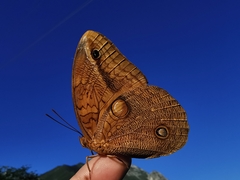 Opsiphanes boisduvallii