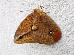 Opsiphanes boisduvallii