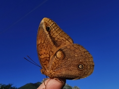 Opsiphanes boisduvallii