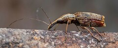 Ancylotropis waterhousei