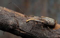 Ancylotropis waterhousei