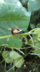 Hyphinoe camelus
